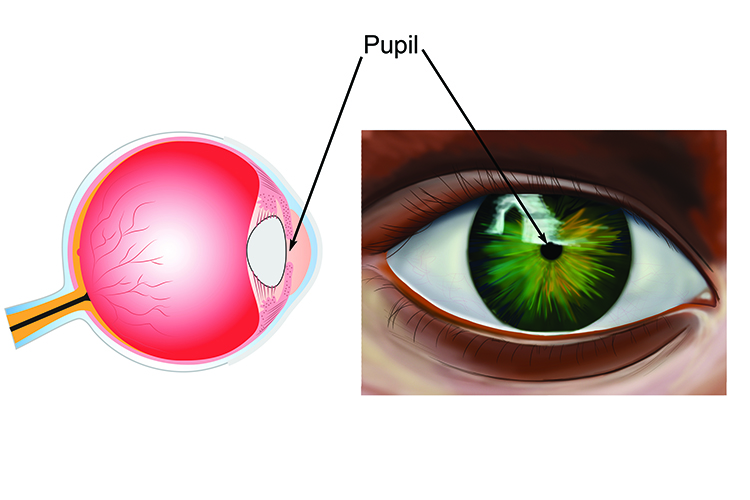 Front and side view of the pupil the hole directing light